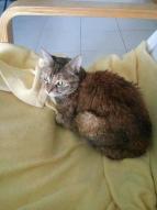 Canelle chat européen femelle tigrée