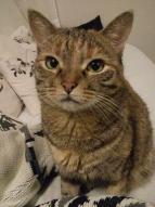 Canelle chat européen femelle tigrée