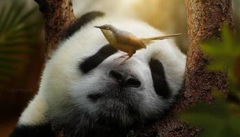 Cause animale
