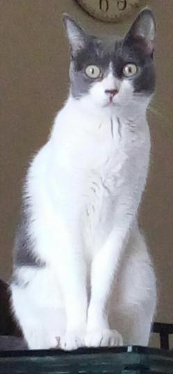 Pomponette chat européen femelle blanche gris bleu