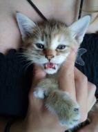 Karamelle chat européen femelle tigrée