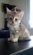 Karamelle chat européen femelle tigrée