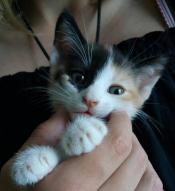 Nouchka chat européen femelle robe isabelle