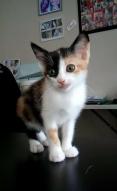 Nouchka chat européen femelle robe isabelle