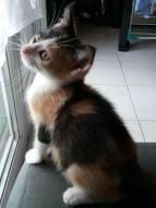 Nouchka chat européen femelle robe isabelle