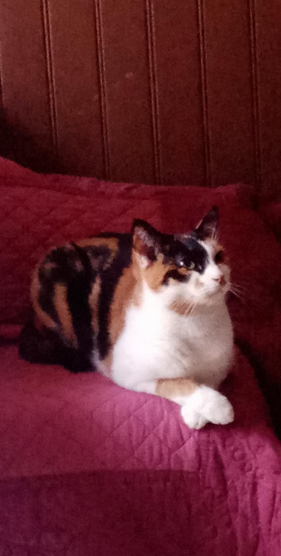 Nouchka chat européen femelle robe isabelle