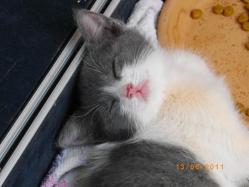 Pomponette chat européen femelle blanche gris bleu