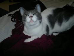 Pomponette chat européen femelle blanche gris bleu