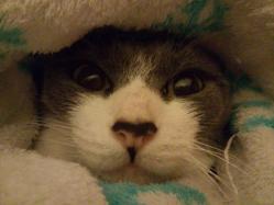 Pomponette chat européen femelle blanche gris bleu