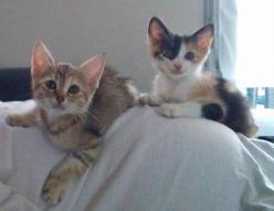 Nouchka chat européen femelle robe isabelle et Karamelle chat européen femelle tigrée