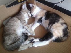 Nouchka chat européen femelle robe isabelle et Karamelle chat européen femelle tigrée