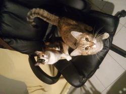 Nouchka chat européen femelle robe isabelle et Karamelle chat européen femelle tigrée