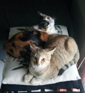 Nouchka chat européen femelle robe isabelle et Karamelle chat européen femelle tigrée