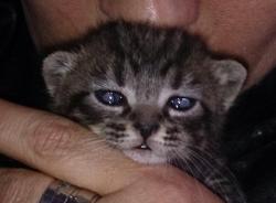 Trufette chat européen femelle tigrée léopard blanche grise beige