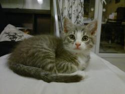Trufette chat européen femelle tigrée léopard blanche grise beige