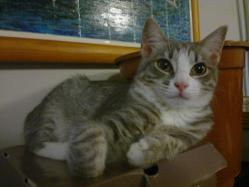 Trufette chat européen femelle tigrée léopard blanche grise beige