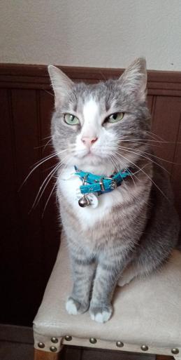 Trufette chat européen femelle tigrée léopard blanche grise beige