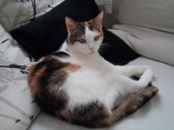 Zoé chat européen femelle robe isabelle