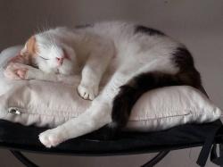 Zoé chat européen femelle robe isabelle