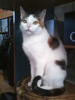 Zoé chat européen femelle robe isabelle